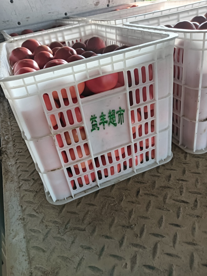 山西运城夏县西红柿产地直供，硬粉，口感，品种齐全