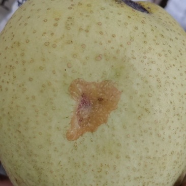 雪花梨罐头果价格面议