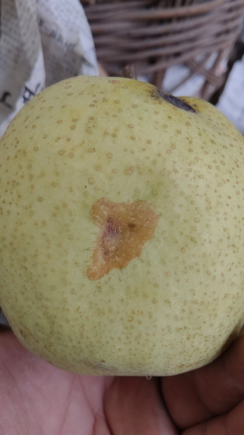 雪花梨罐头果价格面议