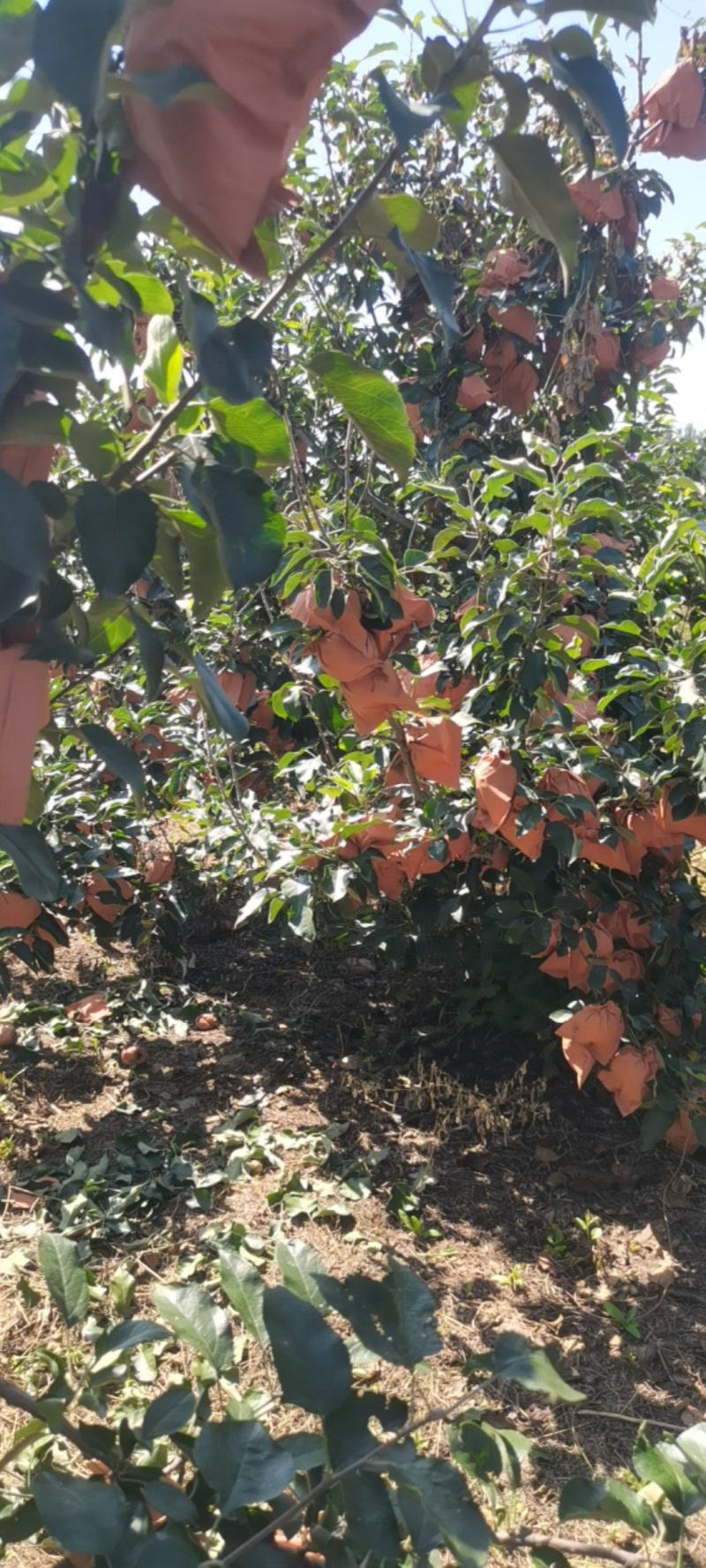 闷袋寒富苹果