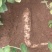 威宁黄党