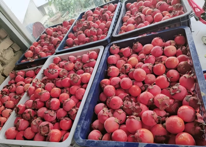 河南省灵宝市万亩柿子吊红，胭脂红火葫芦，大量上市