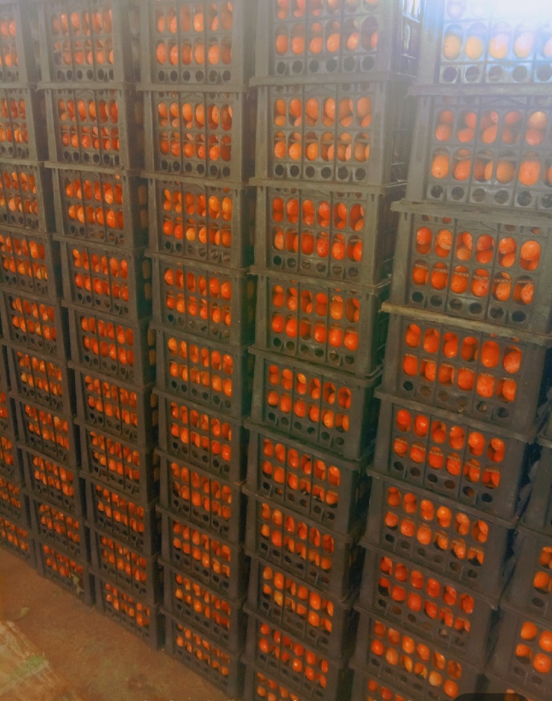 河南省灵宝市万亩柿子吊红，胭脂红火葫芦，大量上市