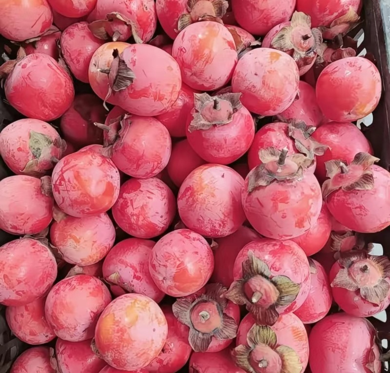 河南省灵宝市万亩柿子吊红，胭脂红火葫芦，大量上市