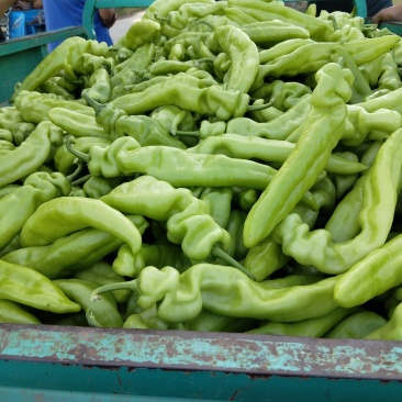 产地直发精品原产地大棚尖椒大量供应代收代发