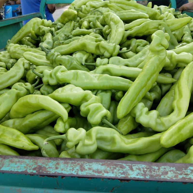 产地直发精品原产地大棚尖椒大量供应代收代发