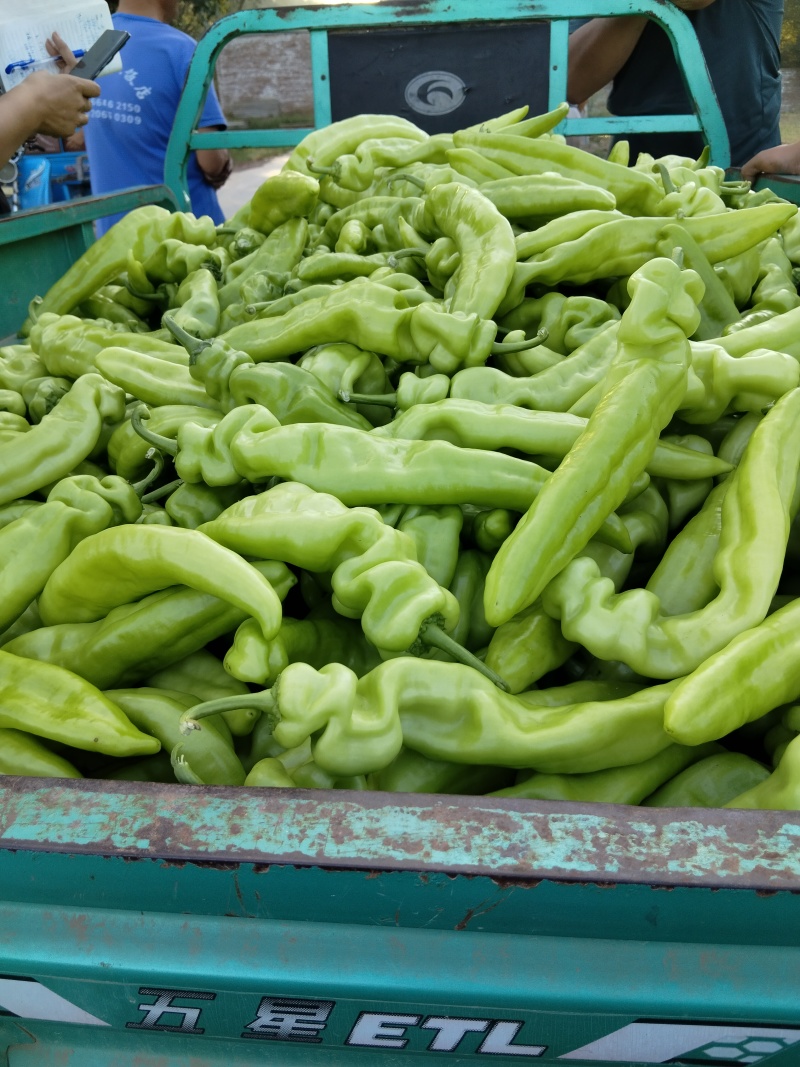 产地直发精品原产地大棚尖椒大量供应代收代发
