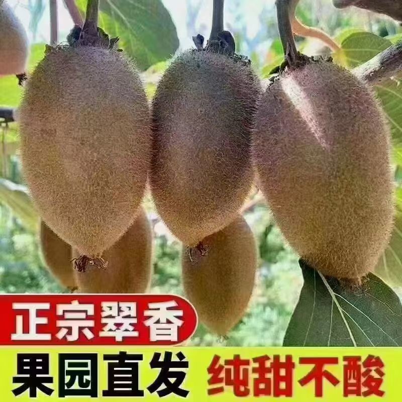 周至翠香猕猴桃成熟了，需要了联系