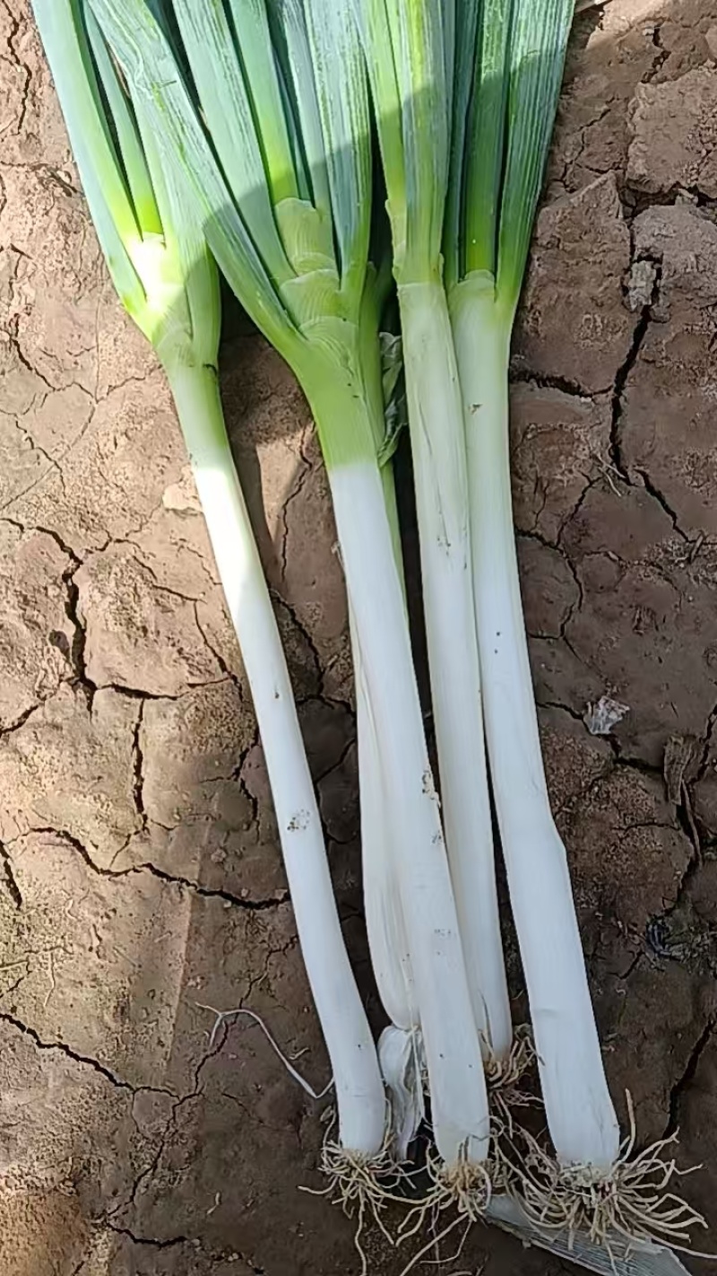 大葱