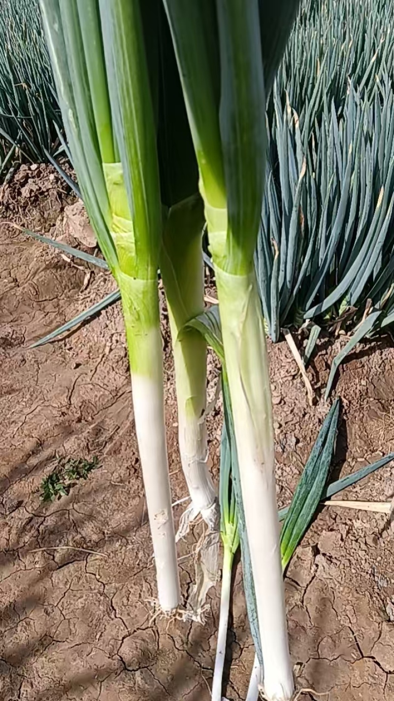 大葱