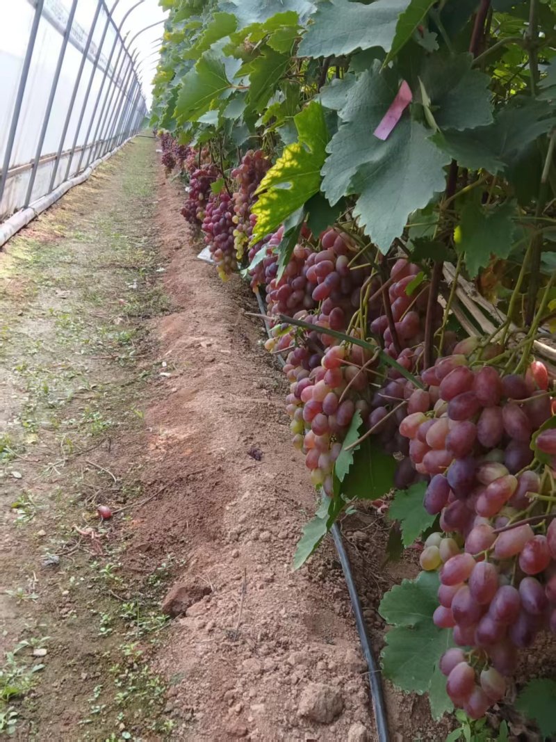 红提葡萄