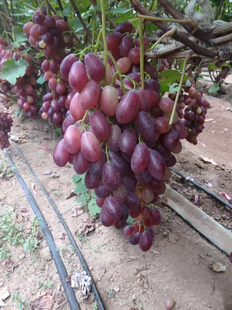 红提葡萄