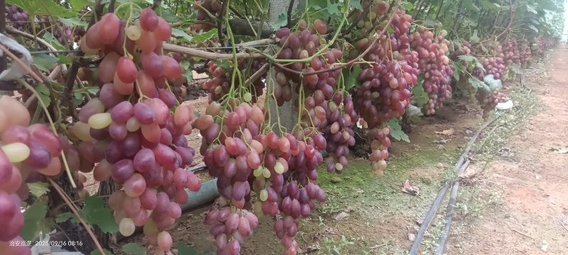红提葡萄