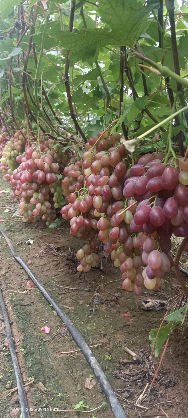 红提葡萄