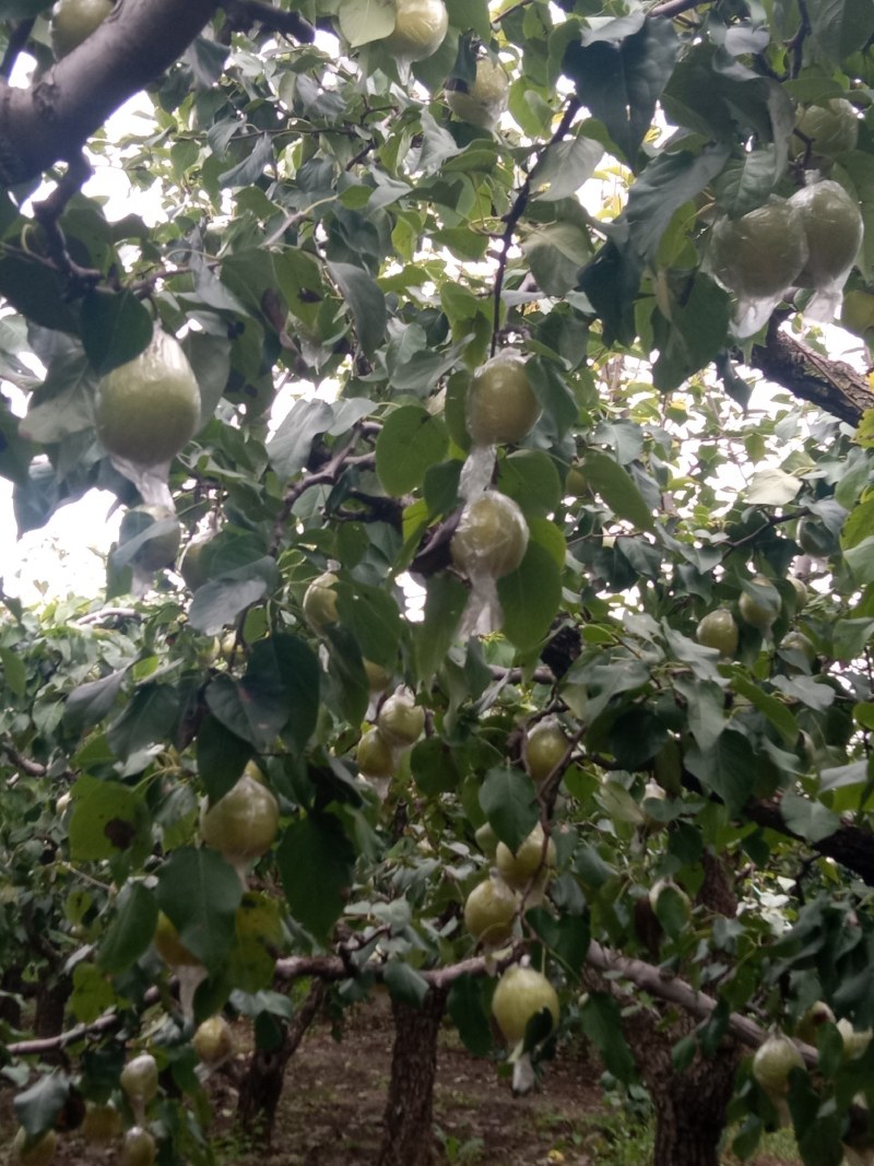 阳信鸭梨，是您**的选择。