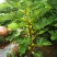 无花果树苗，彩色无花果，基地直发签约合同，实地考察包品种