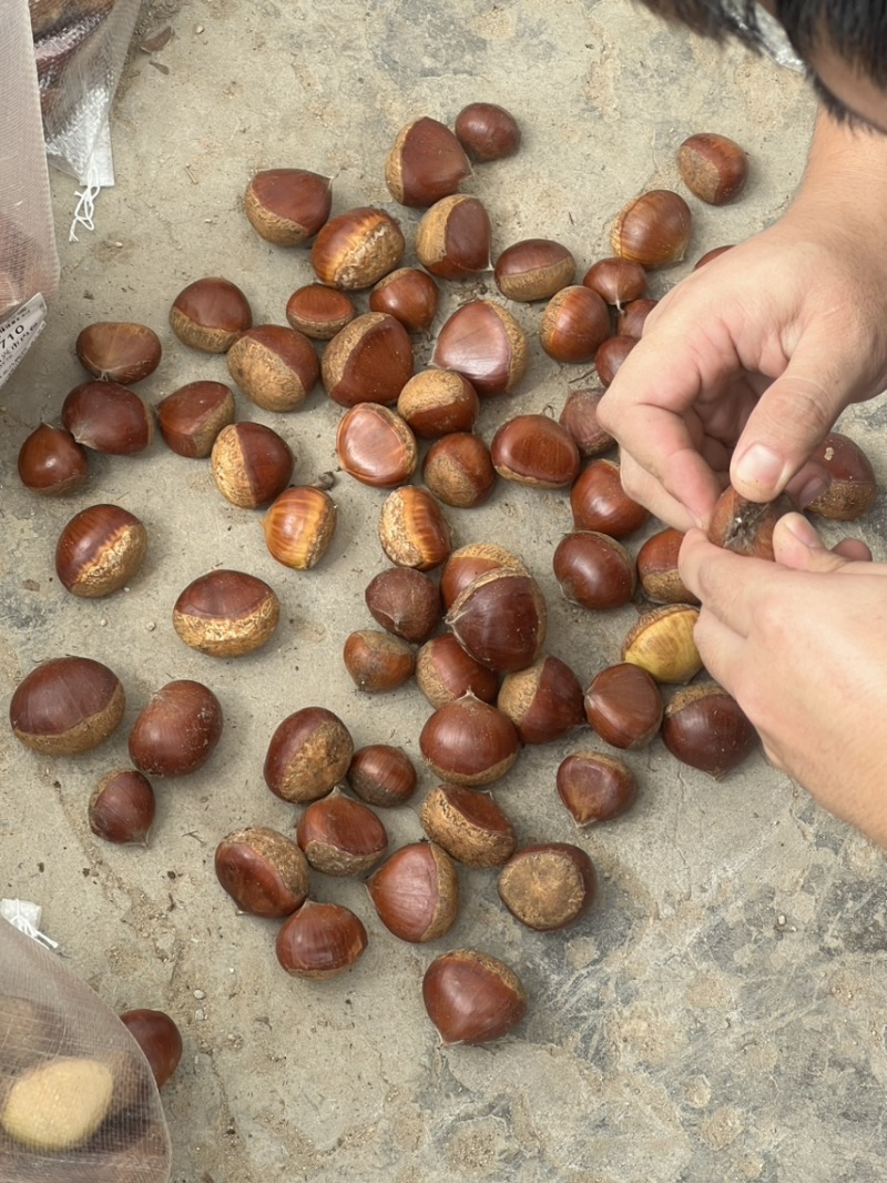 板栗，对接电商一件代发社区团购美团多多仓库直发