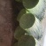 韭苔，
