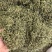 半枝莲切段支持线上交易量大从优