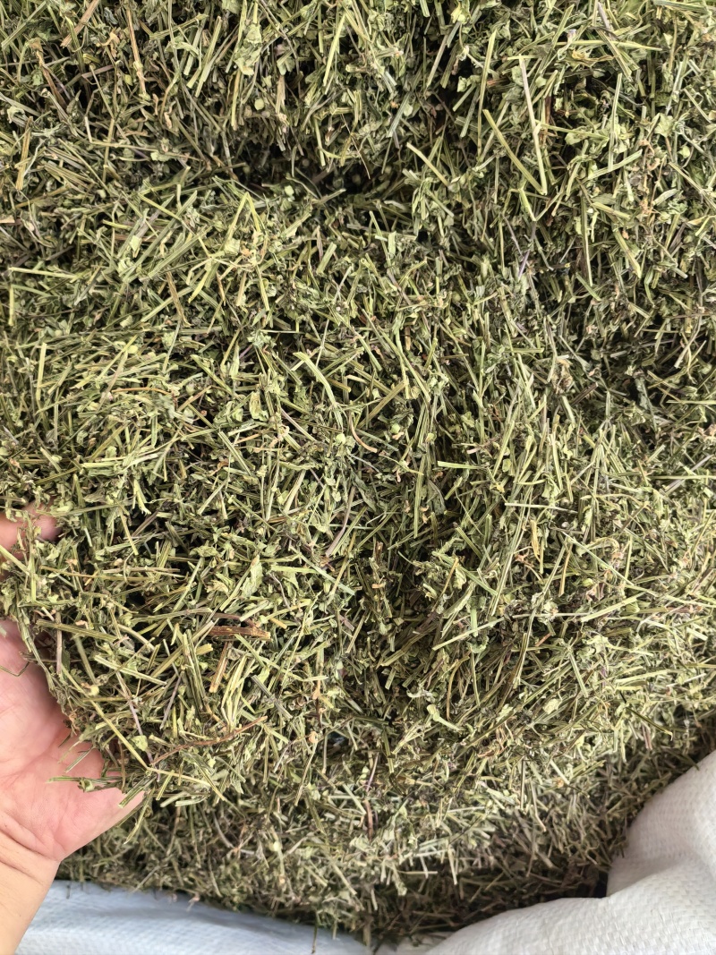 半枝莲切段支持线上交易量大从优
