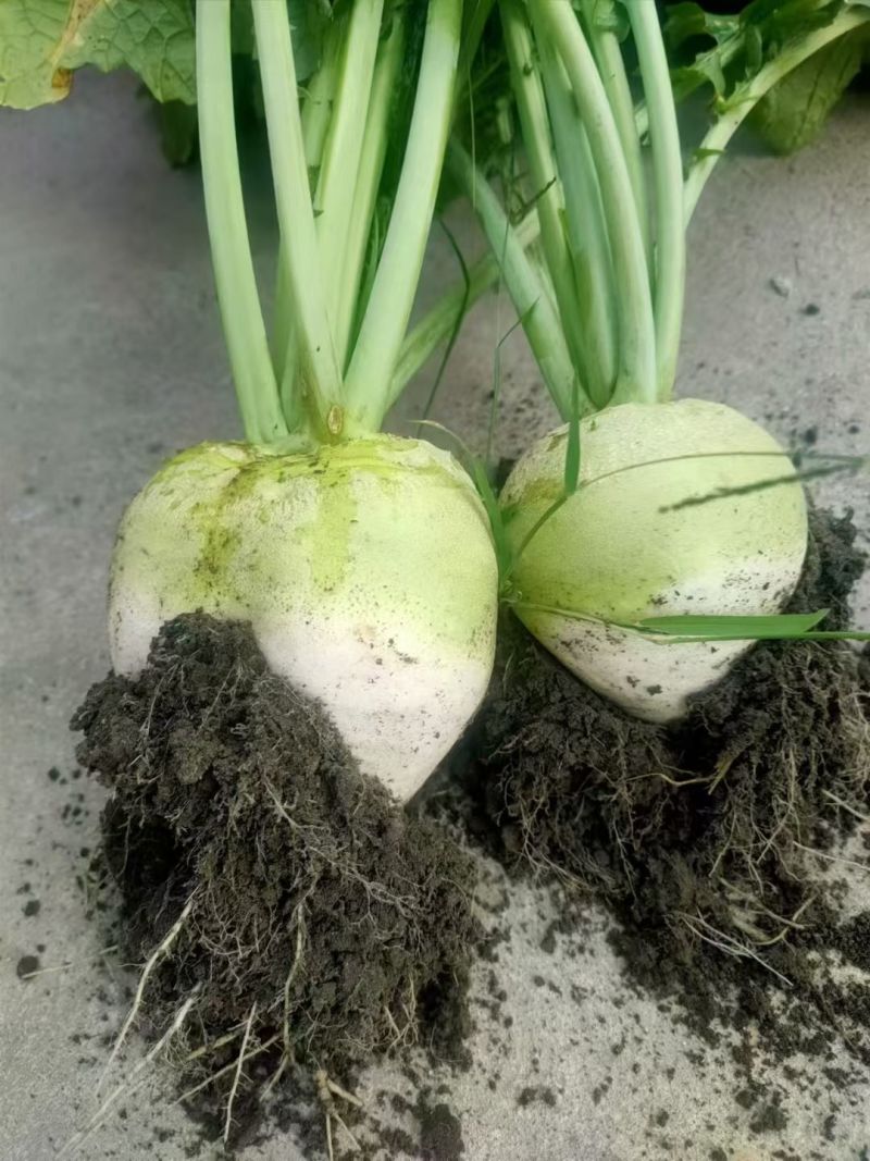 芥菜大量上市，光头芥菜，老品种芥菜。保质保量视频验货