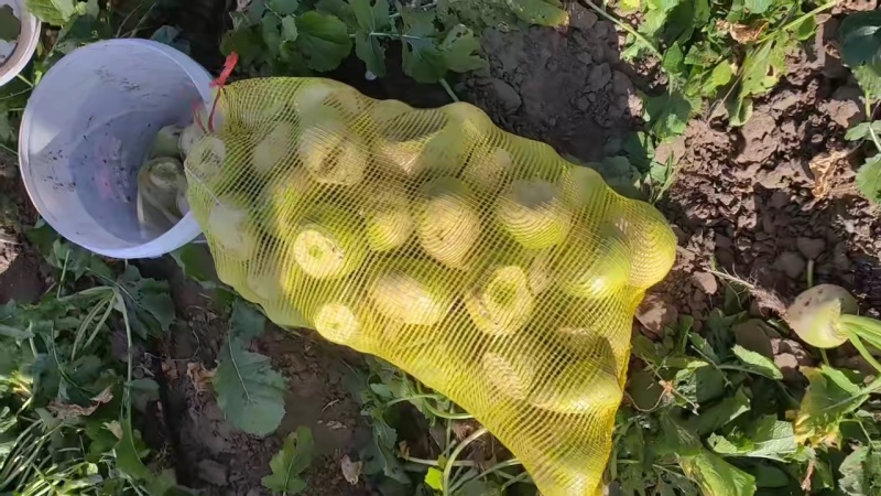 芥菜大量上市，光头芥菜，老品种芥菜。保质保量视频验货