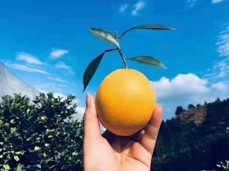 赣南脐橙安远果园直发招代理水果店商超供货