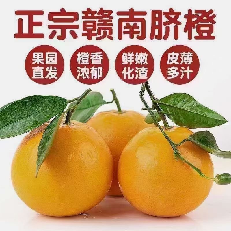 赣南脐橙安远果园直发招代理水果店商超供货