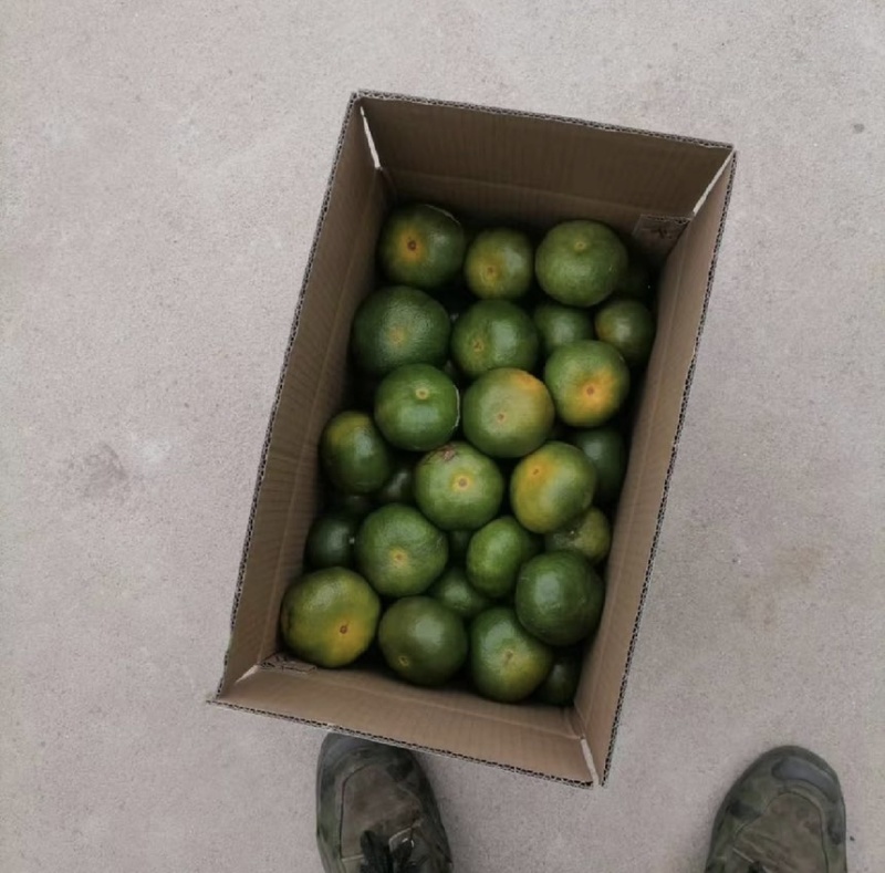 今年易家河大芬品种已经上市，比往年的要更甜。