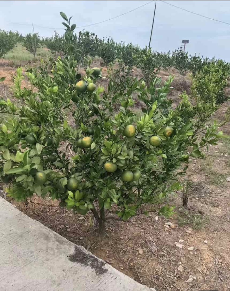 今年易家河大芬品种已经上市，比往年的要更甜。