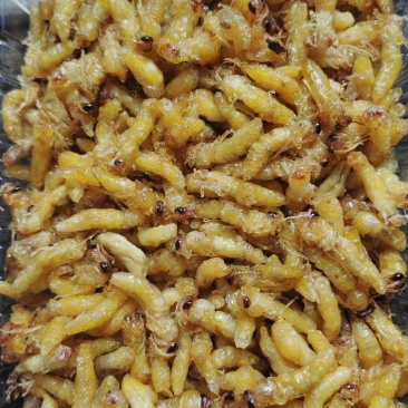 油炸蜂蛹