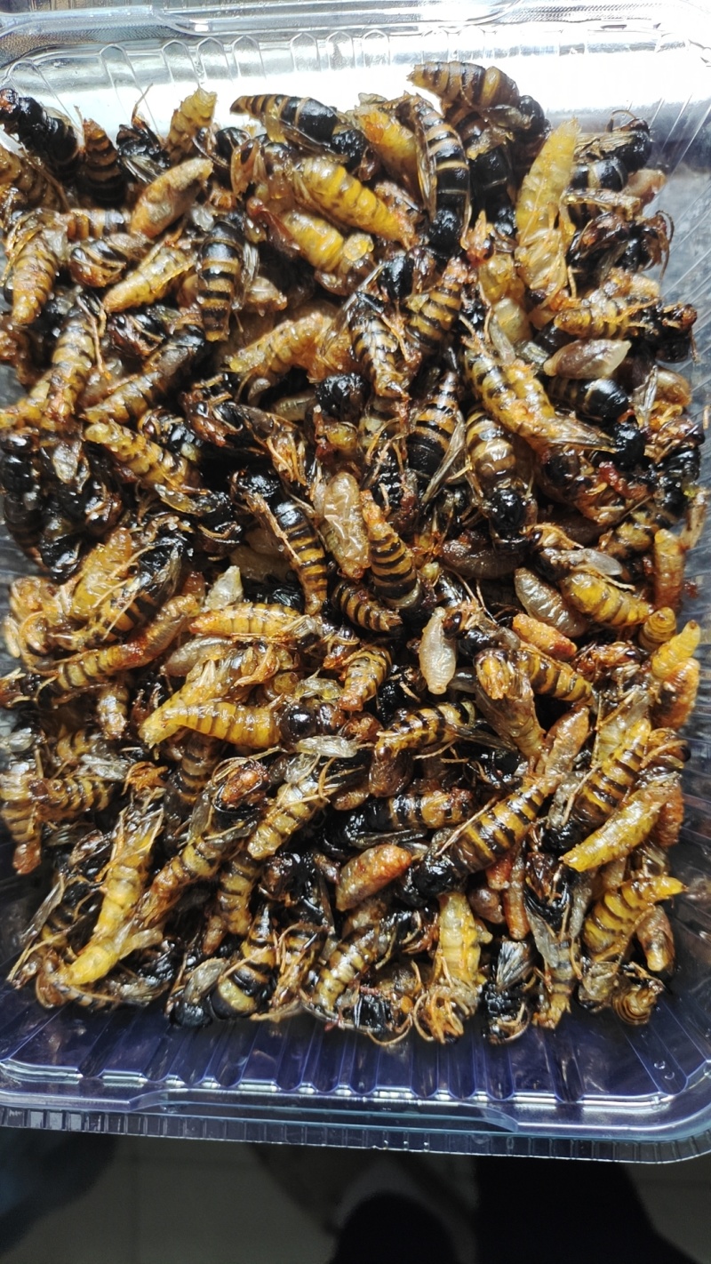油炸蜂蛹