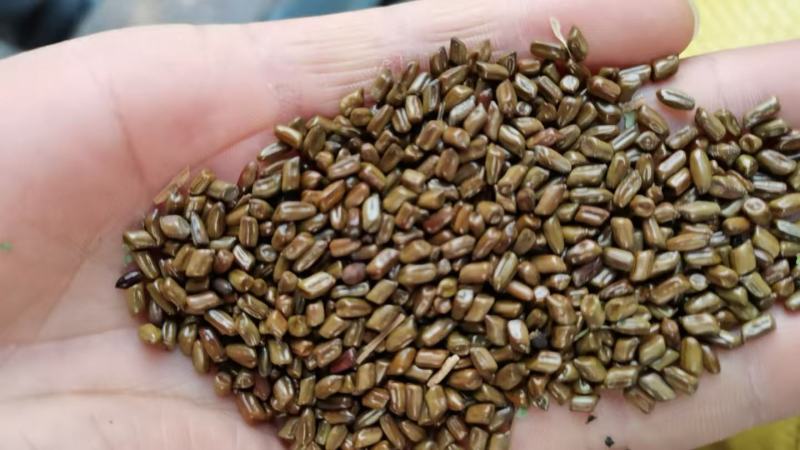 中药材决明子草决明量大从优一手货源欢迎选购