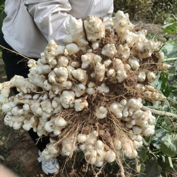 洋姜菊芋鬼子姜不辣姜白色红色早熟晚熟高产洋姜种子