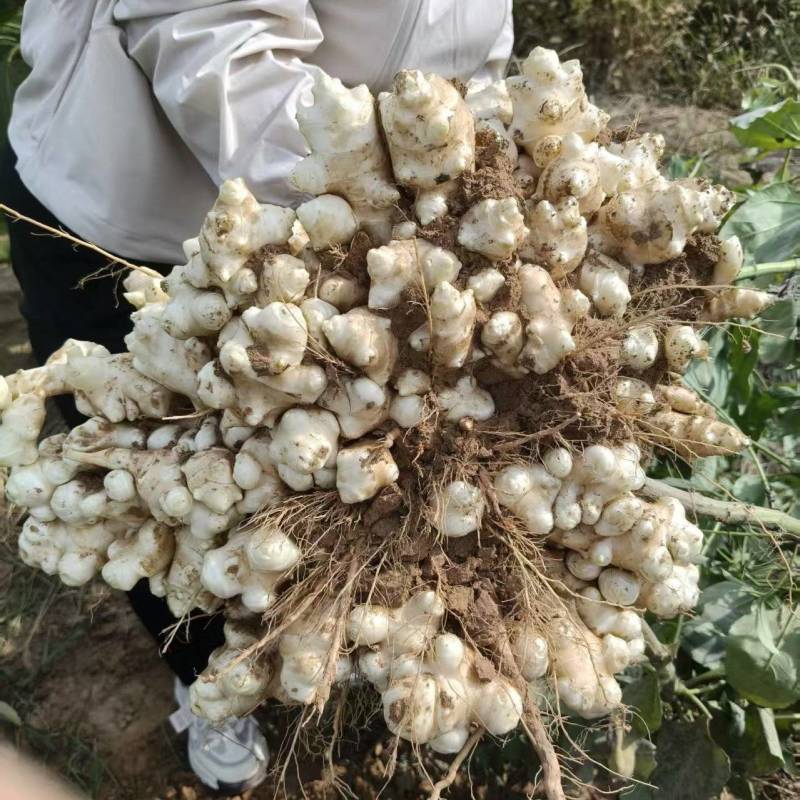 洋姜菊芋鬼子姜不辣姜白色红色早熟晚熟高产洋姜种子