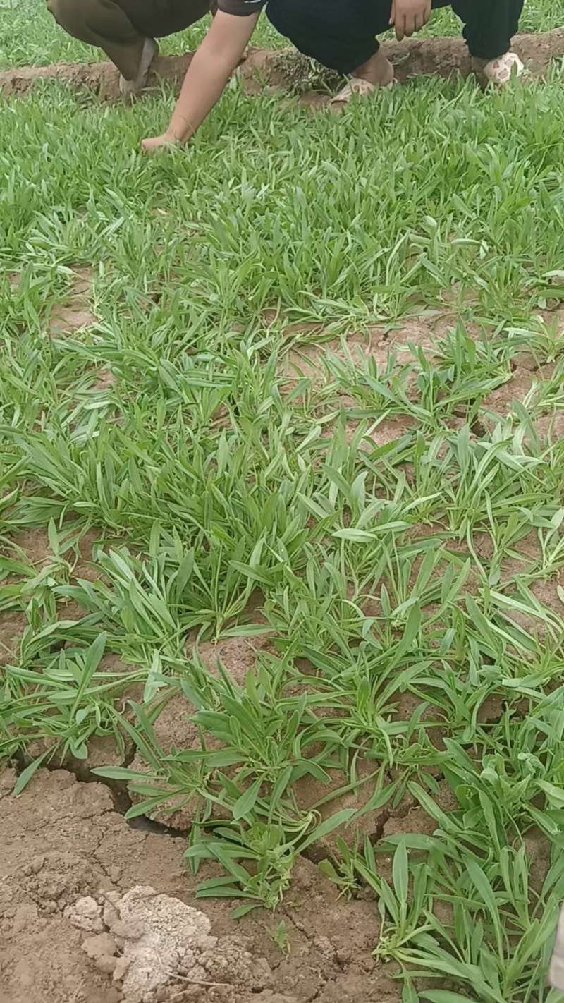 面条菜，草，大叶面条菜，小叶面条菜，野菜