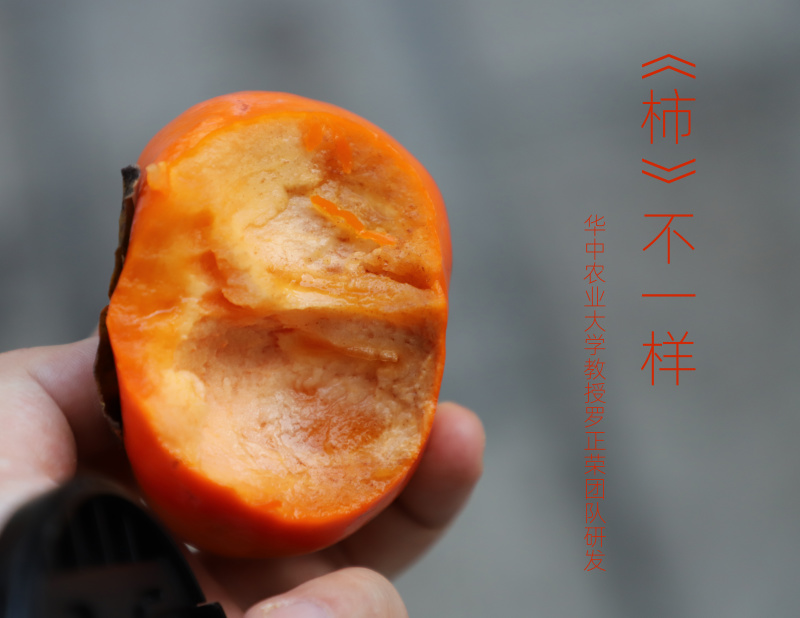 湖北秭归阳丰甜柿