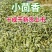 新货小茴香颗粒调药用小茴香中药材调料种籽