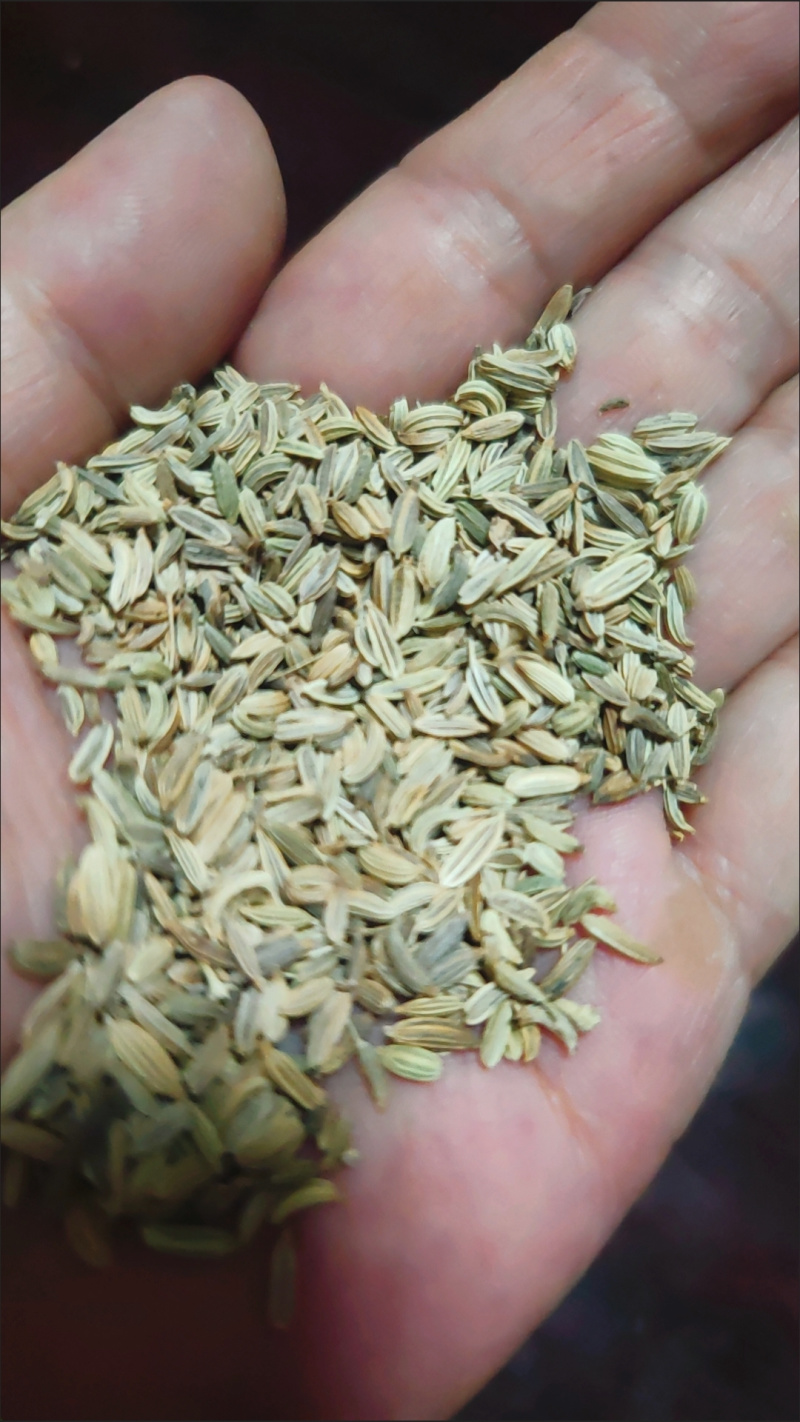 新货小茴香颗粒调药用小茴香中药材调料种籽