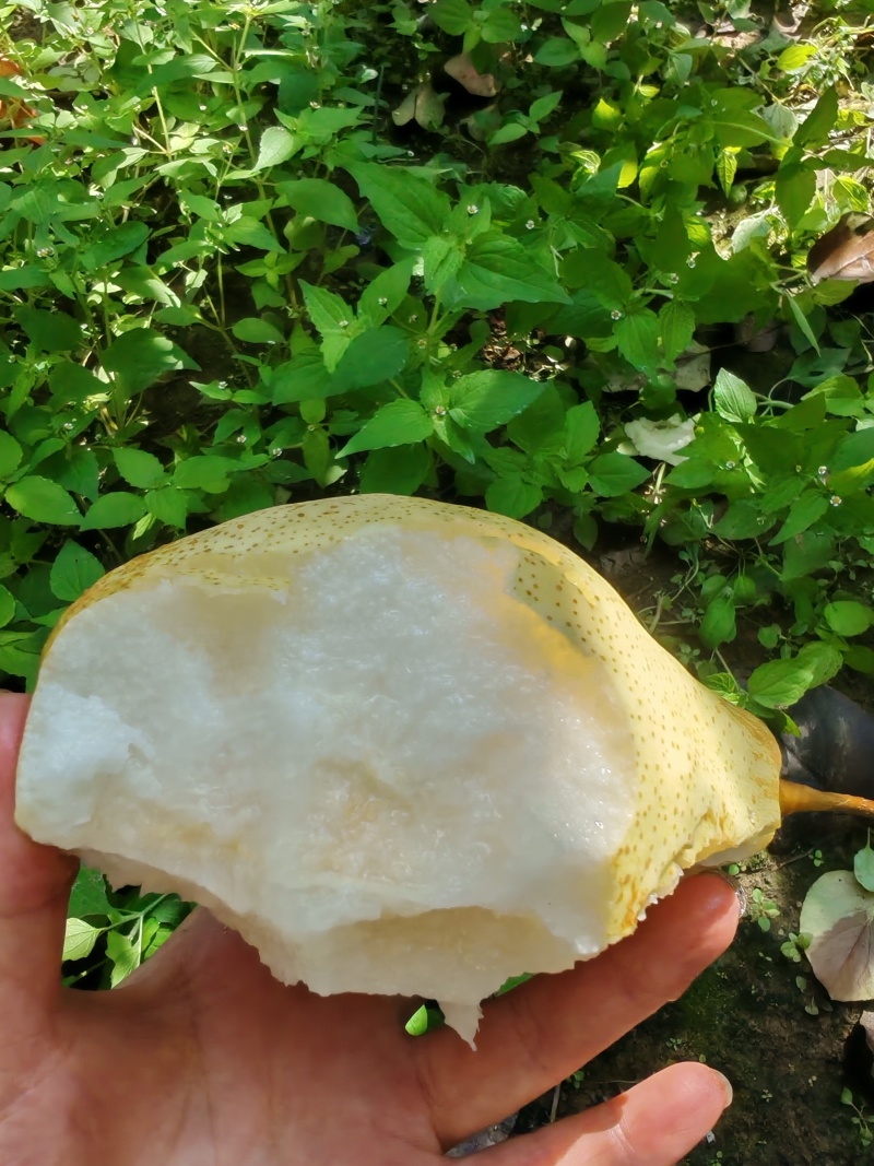 鸭梨大量，自产自销，刚下树，纯甜无渣