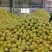 平和红柚大量上市价格便宜