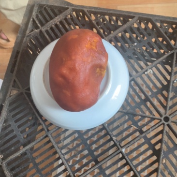 鸡宝