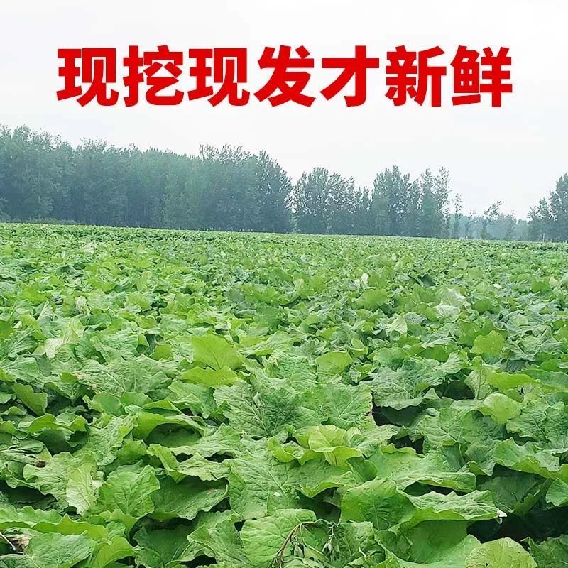 新鲜牛蒡根农场榨汁蔬菜药食同源牛蒡牛蒡根干片