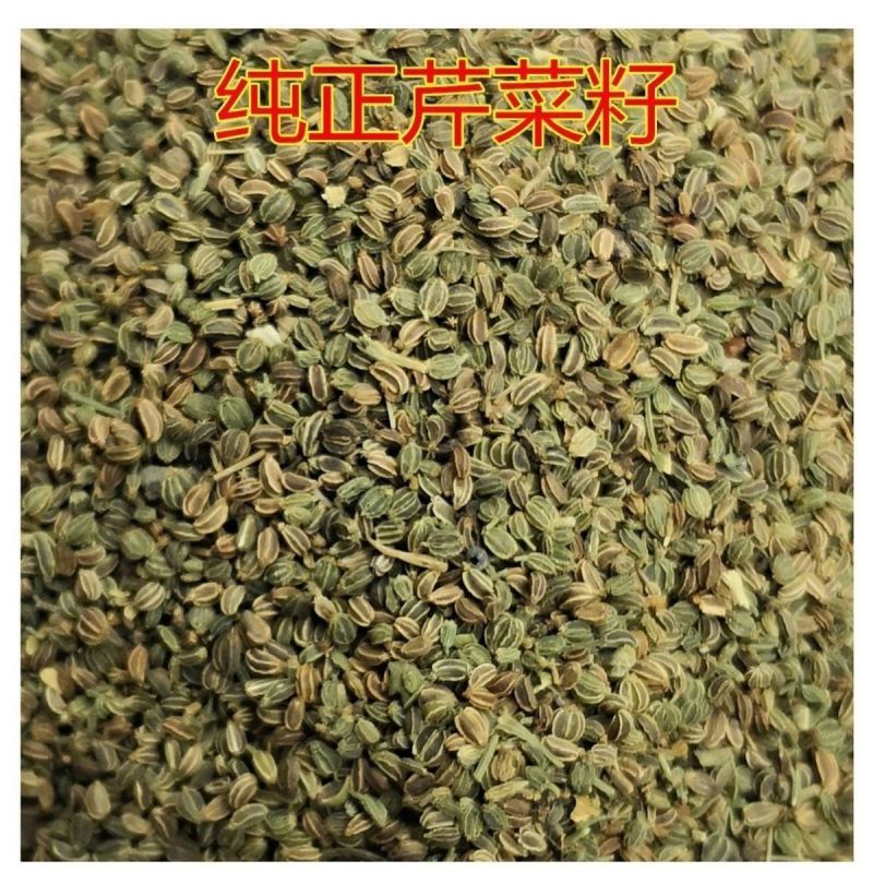芹菜籽精选农家正品芹菜子包邮中药材芹菜籽品质