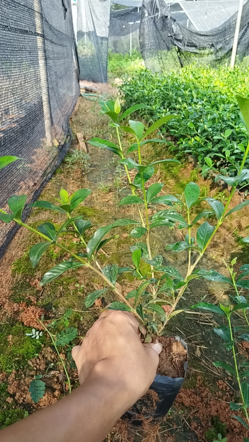 中叶栀子花四川趴枝玫瑰栀子趴枝玫瑰