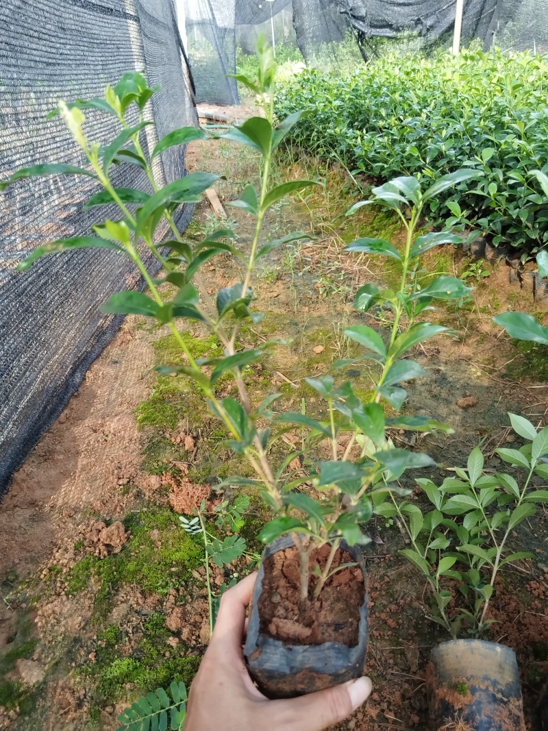 中叶栀子花四川趴枝玫瑰栀子趴枝玫瑰