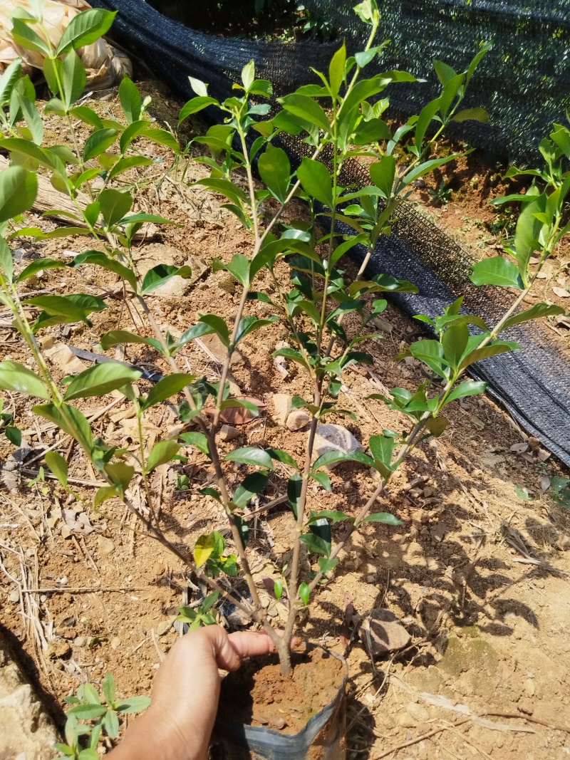 中叶栀子花四川趴枝玫瑰栀子趴枝玫瑰
