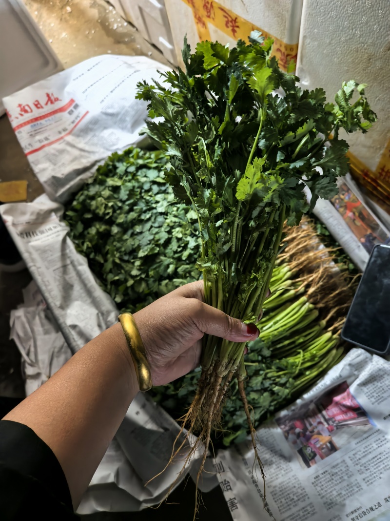 香菜
