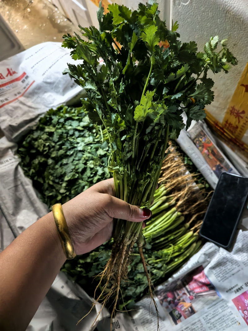 香菜