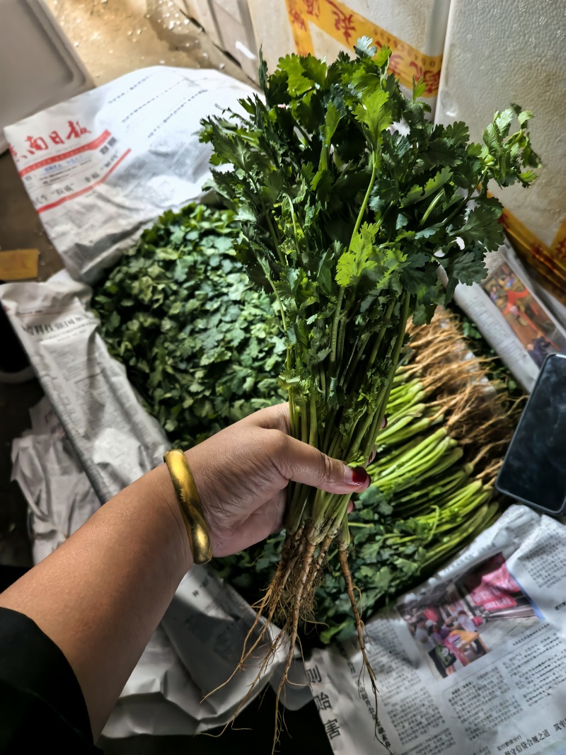 香菜